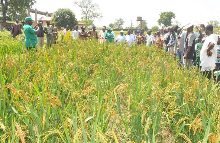 Entrega de maquinaria de molienda de arroz WT-15B a Nigeria