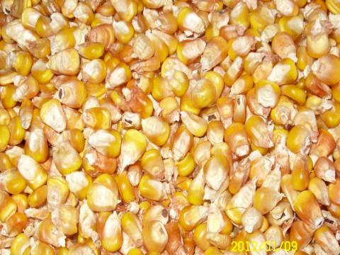 Corn processing equipment pays attention to corn output after autumn harvest